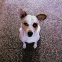 carrotandsticks avatar