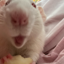 carrotcakepops avatar