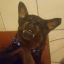 carry-on-my-winchester-sons avatar