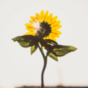 carry-on-regardless avatar