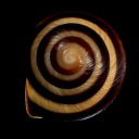 carryonmybloodylovelies avatar