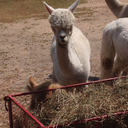 caryagosorthisalpaca avatar