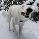 carysisanidiot avatar