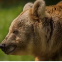 casablancakes avatar