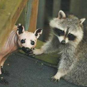 casadealacran avatar