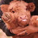 casarolltroll avatar