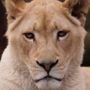cascadinglioness avatar