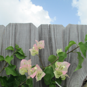 caseys-garden avatar