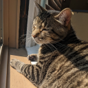 cashmerecalliope avatar