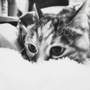 casper-watches-skating-blog avatar