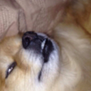 caspertheteenagegirl avatar