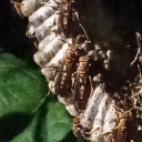 casque-headed-treefrog avatar