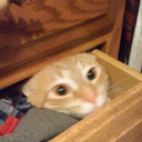 cass-get-out-of-my-assbutt avatar