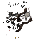 cassalsdragons avatar