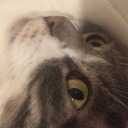 cassandrasheep avatar