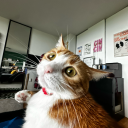 castielinpaltosu avatar