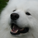 castielthesamoyed avatar