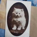 castlelillies avatar