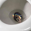 casual-opossum avatar