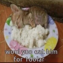 casualberries avatar