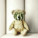 casualcactubear avatar