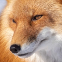 casualkryptonitekitten avatar