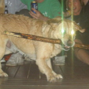 casuallandwitch avatar