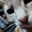 casually-in-love-with-madari avatar