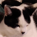 casuallymywolf avatar