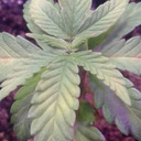 casuallyteenagething avatar