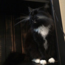 casuallytossingglitter avatar