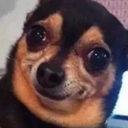 casualrider007 avatar