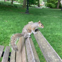 casualsquirrels avatar