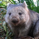 casualwombatfan avatar