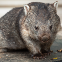 casualwombatpoetry avatar