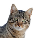 cat-4-president avatar