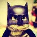 cat-batman avatar