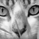 cat-black-and-white-blog avatar