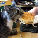 cat-burgers avatar