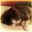 cat-care-and-welfare avatar