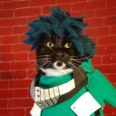 cat-cosplay avatar