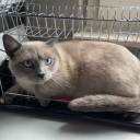 cat-fox-weirdo avatar