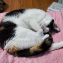 cat-identifier avatar