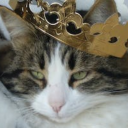 cat-in-a-crown avatar