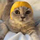 cat-isfaction avatar