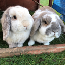 cat-ladyforlife avatar