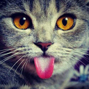 cat-lover-1001 avatar