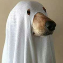 cat-of-circus avatar