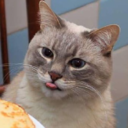 cat-pancakes avatar