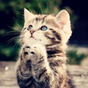 cat-pics-and-rainbows-blog avatar